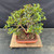 Elevated view of the twin-trunk Brush Cherry bonsai showing the divided canopy, interior branching and rectangular Yixing pot.