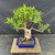 Alternate full view showing the ficus’s unusual trunk opening, long lateral branches, uneven canopy and blue glazed ceramic pot.
