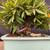 Close view of the Willow Leaf Ficus clump showing its clustered trunks, exposed woody base, narrow leaves and ceramic pot rim.