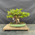 Close view of the Fukien Tea bonsai’s broad textured trunk, exposed roots, old pruning marks and moss-covered soil surface.