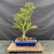 Full front view of a flowering Vietnamese Blue Bell bonsai with exposed roots, upright branching and a rectangular cobalt blue Yixing pot.