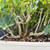 Close view inside the Hawaiian Umbrella arrangement showing clustered trunks, recent pruning cuts and fresh green shoots.