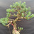 Close view of the Japanese White Pine’s upper trunk, layered branch structure, wired foliage pads and developing apex.