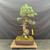 Full front view of a Japanese White Pine bonsai styled by Peter Olson, showing a rugged upright trunk, wired blue-green foliage pads and a rectangular unglazed brown ceramic pot.