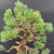 Close-up of healthy Japanese White Pine needles, developing buds and copper-colored training wire throughout the upper canopy.