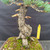 Close view of the Japanese White Pine’s heavy lower trunk, deeply plated bark, flared base, surface moss and several small jins.