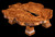 Artist-supplied three-quarter studio photograph of the Bio-Morph olivewood burl bonsai stand against a black background, highlighting its low profile and natural edge.