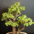 Close view of the upper trunks and layered branching of the twin-trunk Dwarf Jade bonsai with small round green leaves
