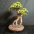 Full front view of a twin-trunk Dwarf Jade bonsai with crossing trunks and two foliage pads in a round brown unglazed Japanese pot