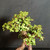 Close view of the foliage pads on the twin-trunk Dwarf Jade bonsai with small round green leaves