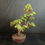 Full front view of a Dwarf Jade bonsai with tiered branching in a brown unglazed Yixing drum pot with a studded rim