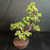 Angled view of the Dwarf Jade bonsai showing the low left branch and tiered foliage pads