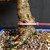 Close-up of the Dwarf Jade bonsai gnarled base with textured bark and pink identification tag number 23103 in granular bonsai soil