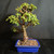 Second full view of the upright Dwarf Jade bonsai from another side in its cobalt blue rectangular pot