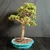 Full front view of a Dwarf Jade bonsai with a clean trunk and broad layered canopy in a turquoise crackle-glazed lobed Yixing pot