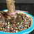 Close-up of the Dwarf Jade bonsai base with exposed surface roots, a pink identification tag, and the turquoise glazed rim