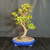 Full front view of a tall Dwarf Jade bonsai with a curving trunk and layered pads in a large cobalt blue glazed oval Yixing pot with a dotted band