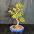 Angled view of the tall Dwarf Jade bonsai showing trunk movement and the gnarled root base