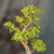 Close view of the upper canopy and layered branching of the tall Dwarf Jade bonsai with small round green leaves