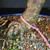 Close-up of the Dwarf Jade bonsai gnarled root base with pink identification tag number 23838 in granular bonsai soil