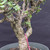 Cork Bark Jade (Portulacaria afra) pre-bonsai, tree 22431, close-up of the corky trunk and base