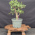 Cork Bark Jade (Portulacaria afra) pre-bonsai, tree 22141, full front view on a display stand