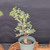Cork Bark Jade (Portulacaria afra) pre-bonsai, tree 22891, closer view in its nursery pot