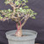 Cork Bark Jade (Portulacaria afra) pre-bonsai, tree 22891, close-up of the corky trunk and base