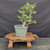 Cork Bark Jade (Portulacaria afra) pre-bonsai, tree 22224, full front view on a display stand