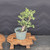 Cork Bark Jade (Portulacaria afra) pre-bonsai, tree 22224, closer view in its nursery pot