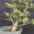 Cork Bark Jade (Portulacaria afra) pre-bonsai, tree 22224, close-up of the corky trunk and base