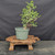 Cork Bark Jade (Portulacaria afra) pre-bonsai, tree 22313, full front view on a display stand