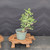 Cork Bark Jade (Portulacaria afra) pre-bonsai, tree 22313, closer view in its nursery pot