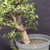 Cork Bark Jade (Portulacaria afra) pre-bonsai, tree 22313, close-up of the corky trunk and base