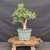 Cork Bark Jade (Portulacaria afra) pre-bonsai, tree 22264, full front view on a display stand