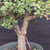 Cork Bark Jade (Portulacaria afra) pre-bonsai, tree 22264, close-up of the corky trunk and base