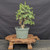 Cork Bark Jade (Portulacaria afra) pre-bonsai, tree 22250, full front view on a display stand