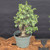 Cork Bark Jade (Portulacaria afra) pre-bonsai, tree 22250, closer view in its nursery pot