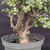 Cork Bark Jade (Portulacaria afra) pre-bonsai, tree 22250, close-up of the corky trunk and base