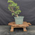 Cork Bark Jade (Portulacaria afra) pre-bonsai, tree 22713, full front view on a display stand