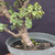 Cork Bark Jade (Portulacaria afra) pre-bonsai, tree 22713, close-up of the corky trunk and base