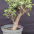 Cork Bark Jade (Portulacaria afra) pre-bonsai, tree 22223, close-up of the corky trunk and base