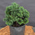 Dwarf Hinoki Cypress (Chamaecyparis obtusa) pre-bonsai opened up by John Romano, tree 21062, close-up of the foliage and branching