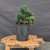 Dwarf Hinoki Cypress (Chamaecyparis obtusa) pre-bonsai opened up by John Romano, tree 21297, full view on a display stand