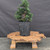 Dwarf Hinoki Cypress (Chamaecyparis obtusa) pre-bonsai opened up by John Romano, tree 21420, full view on a display stand
