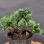 Dwarf Hinoki Cypress (Chamaecyparis obtusa) pre-bonsai opened up by John Romano, tree 21074, close-up of the foliage and branching