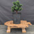 Dwarf Hinoki Cypress (Chamaecyparis obtusa) pre-bonsai opened up by John Romano, tree 21037, full view on a display stand