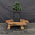 Dwarf Hinoki Cypress (Chamaecyparis obtusa) pre-bonsai opened up by John Romano, tree 21037, second view