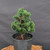 Dwarf Hinoki Cypress (Chamaecyparis obtusa) pre-bonsai opened up by John Romano, tree 21037, close-up of the foliage and branching