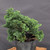 Dwarf Hinoki Cypress (Chamaecyparis obtusa) pre-bonsai opened up by John Romano, tree 21046, close-up of the foliage and branching